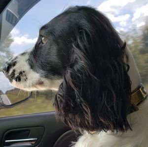 Meet your Posher, Rusty